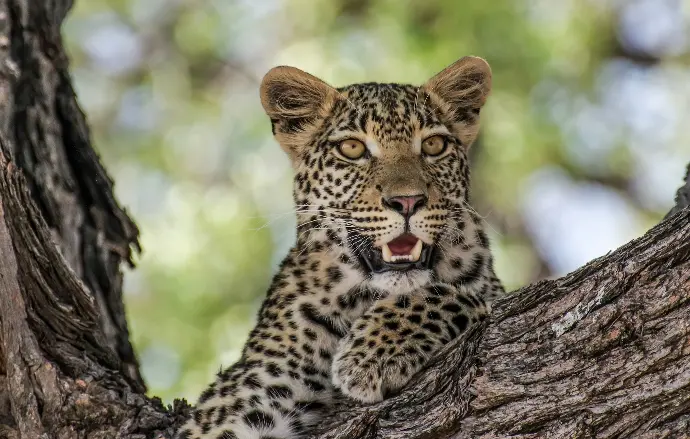 Olalalanka Voyage au Sri Lanka en famille Odyssée Familiale