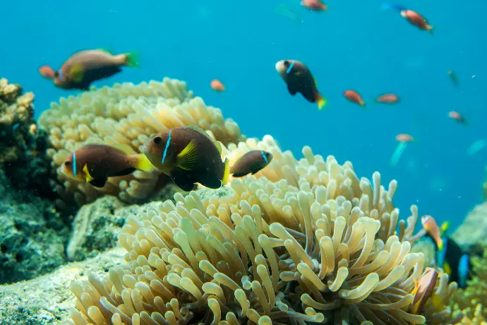 Olalalanka voyage combiné Sri Lanka Maldives  Sérénité Maldivienne